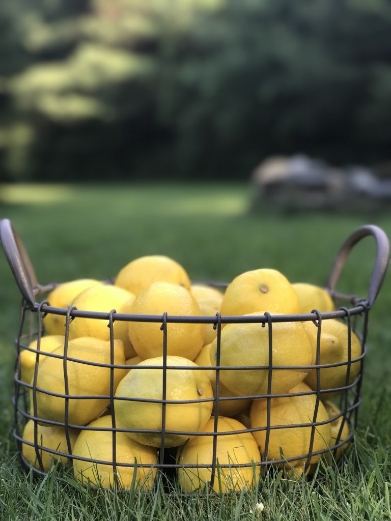 Brown wire basket full of fresh picked lemons sitting on on the ground in a beautiful lush green yard.