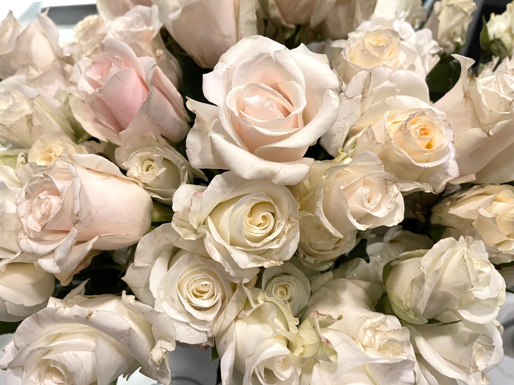 100 Roses and a Mop&nbsp;Bucket